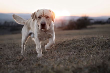 Typvoller Labrador Deckrüde | ZZL | HD/ED-frei | Champion