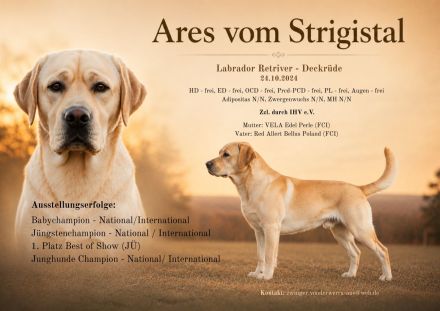 Typvoller Labrador Deckrüde | ZZL | HD/ED-frei | Champion