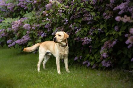 Typvoller Labrador Deckrüde | ZZL | HD/ED-frei | Champion