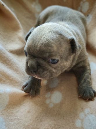 Reinrassige Französische Bulldoggen-Welpen suchen ein liebevolles Zuhause