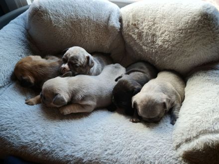 Reinrassige Französische Bulldoggen-Welpen suchen ein liebevolles Zuhause