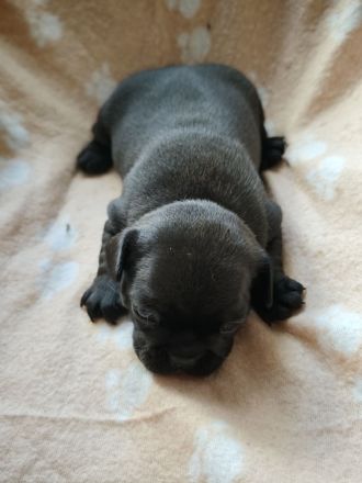Reinrassige Französische Bulldoggen-Welpen suchen ein liebevolles Zuhause