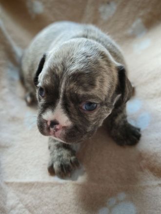 Reinrassige Französische Bulldoggen-Welpen suchen ein liebevolles Zuhause