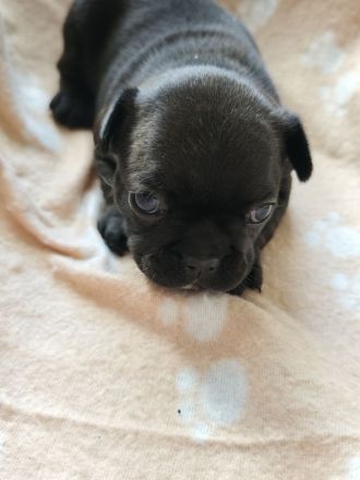 Reinrassige Französische Bulldoggen-Welpen suchen ein liebevolles Zuhause