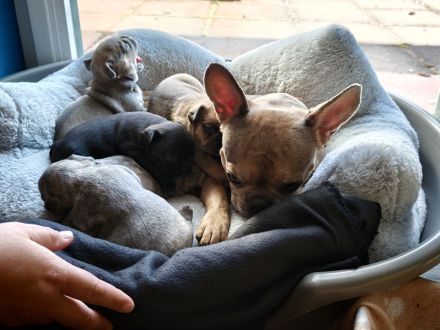 Reinrassige Französische Bulldoggen-Welpen suchen ein liebevolles Zuhause