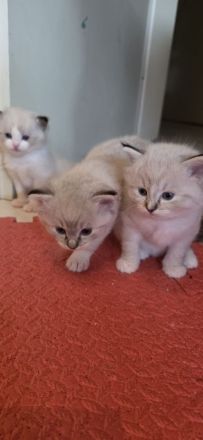 Ragdoll kitten Reinrassig Ein Männchen (die mit der Maske) und ein Weibchen sind reserviert..