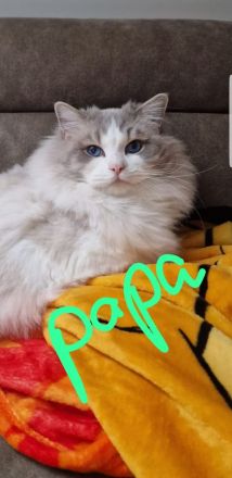 Ragdoll kitten Reinrassig Ein Männchen (die mit der Maske) und ein Weibchen sind reserviert..
