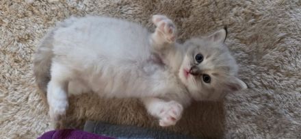 Ragdoll kitten Reinrassig Ein Männchen (die mit der Maske) und ein Weibchen sind reserviert..