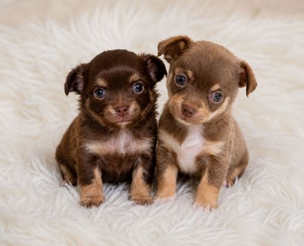 Chihuahua welpen schoko Rüde & Weibchen