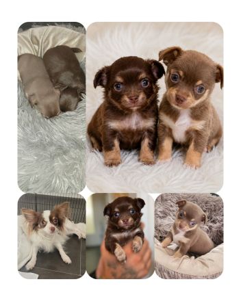 Chihuahua welpen schoko Rüde & Weibchen
