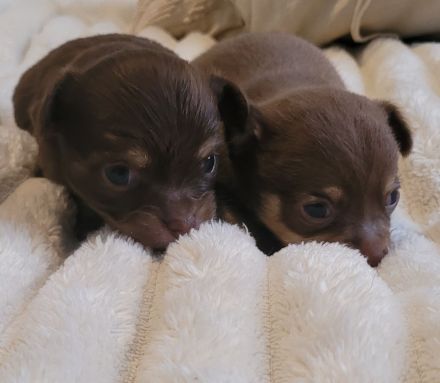 Chihuahua welpen schoko Rüde & Weibchen