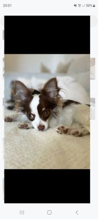 Chihuahua welpen schoko Rüde & Weibchen