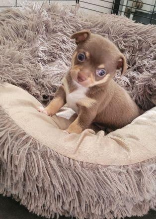 Chihuahua welpen schoko Rüde & Weibchen