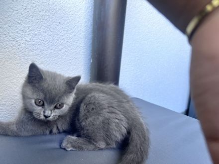 Bkh Kitte Weibchen