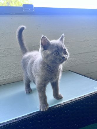 Bkh Kitte Weibchen