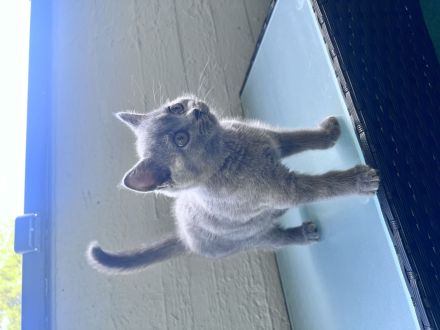 Bkh Kitte Weibchen