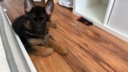Deutsche Schäferhund Welpe