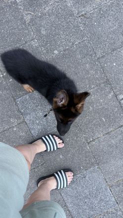 Deutsche Schäferhund Welpe