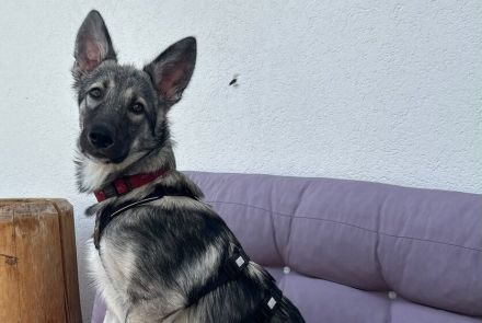 Schönheit Apollo sucht seine Familie