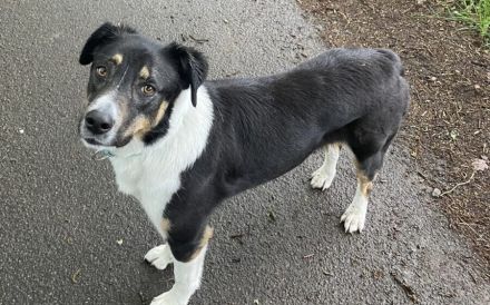 Zuhause gesucht für Amal
