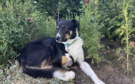 Zuhause gesucht für Amal