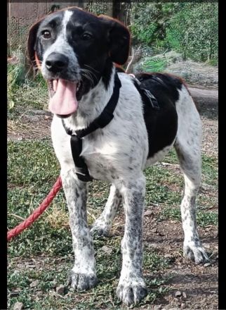 Münsterländer Mix Mädchen Zoe