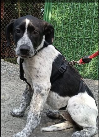 Münsterländer Mix Mädchen Zoe