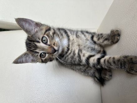 Liebevolle Kitten suchen ab dem 17.08.2026 ein neues Zuhause