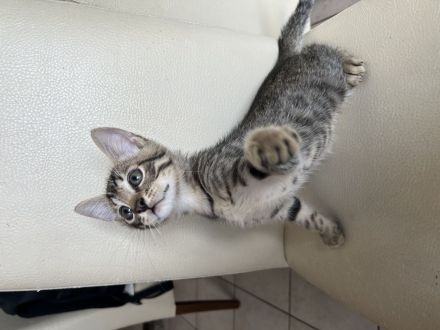 Liebevolle Kitten suchen ab dem 17.08.2026 ein neues Zuhause