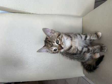 Liebevolle Kitten suchen ab dem 17.08.2026 ein neues Zuhause