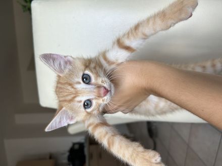 Liebevolle Kitten suchen ab dem 17.08.2026 ein neues Zuhause