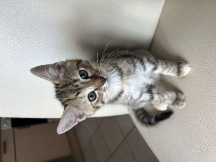 Liebevolle Kitten suchen ab dem 17.08.2026 ein neues Zuhause