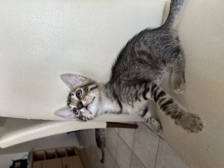 Liebevolle Kitten suchen ab dem 17.08.2026 ein neues Zuhause