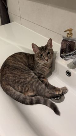Liebevolle Kitten suchen ab dem 17.08.2026 ein neues Zuhause