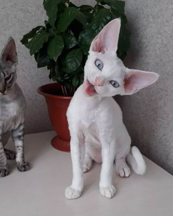 Wunderschöne Devon-Rex-Kätzchen