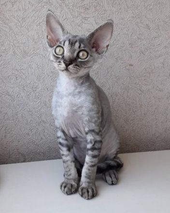Wunderschöne Devon-Rex-Kätzchen