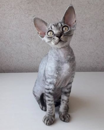 Wunderschöne Devon-Rex-Kätzchen