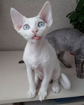 Wunderschöne Devon-Rex-Kätzchen