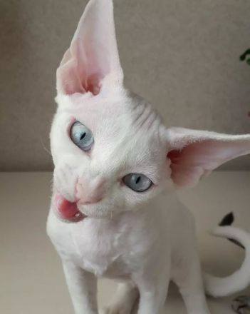 Wunderschöne Devon-Rex-Kätzchen