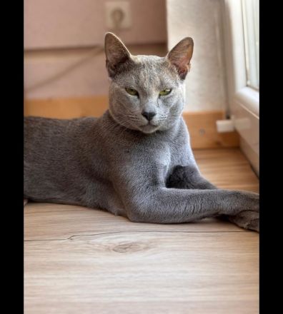 Nur noch 3 Russisch Blau Kitten