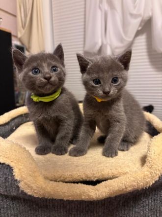 Nur noch 1 Russisch Blau Kitten (w)