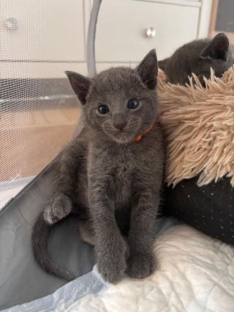 Nur noch 1 Russisch Blau Kitten (w)