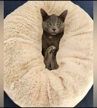 Nur noch 3 Russisch Blau Kitten