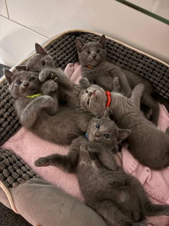 Nur noch 1 Russisch Blau Kitten (w)