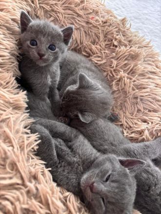 Nur noch 1 Russisch Blau Kitten (w)