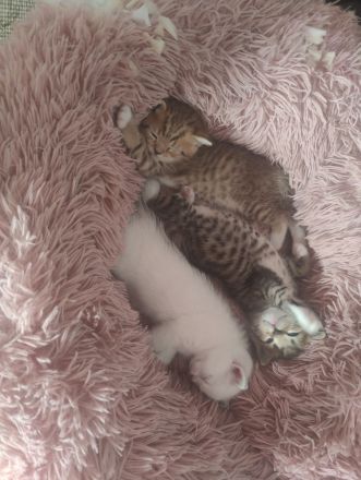 Siam,ragdoll,bkh kitten