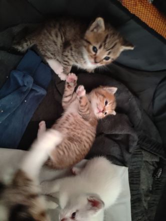 Siam,ragdoll,bkh kitten
