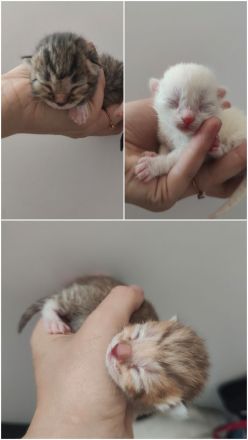 Siam,ragdoll,bkh kitten