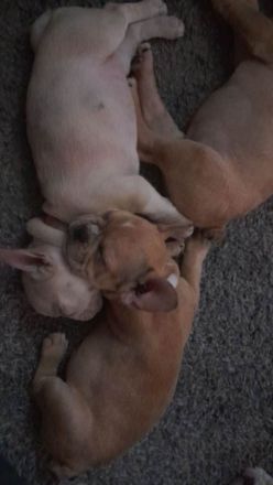 Französische Bulldogge-Welpen
