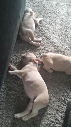 Französische Bulldogge-Welpen